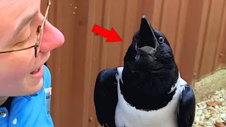 This crow seems convinced he's a tiny human and talks to people