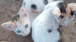 funny cat meowing ek biladi,Billy, video mara bapa phone#short#animal#baby#entertainment#funny#cat