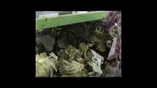 Tumoba Lettuce harvester