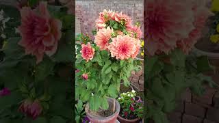 Dahlia plant care tips l डहलिया के पौधे में अधिक फूल कैसे प्राप्त करें