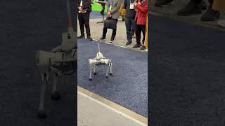 CES 2025: Armed Quadruped Robot Dog