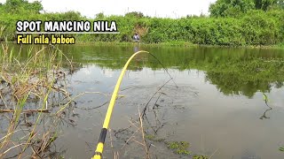 Spot mancing idaman yang paling di cari..!! full ikan nila babon