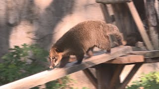 壽山動物園歷518天改建12／16試營運 今人潮壓力測試｜20221208 公視晚間新聞