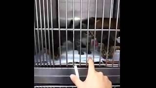 【三つ子子猫】　生後３５日目　 遊んで貰ってます＾＾ 【病院にて】　Protected triple kittens, take milk volunteer at hospital