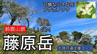 【藤原岳】鈴鹿セブン一座にして花の百名山。山上付近はカレンフェルトがみられ独特な雰囲気があります。大貝戸道8合目より上でアケボノソウや天人草が見れました。2024/9/25