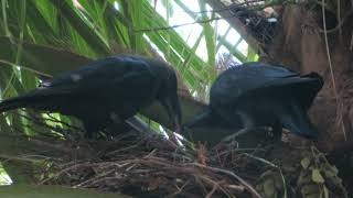 crow parents feeding their babies