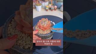 알아야 할 다육 식물에 대한 유용한 팁 | 多肉植物| 다육이들 | Suculentas