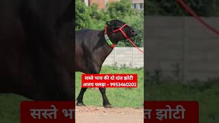 सस्ते भाव की दो दांत झोटी with Male Buffalo at Rajput Dairy Farm (9953460202)