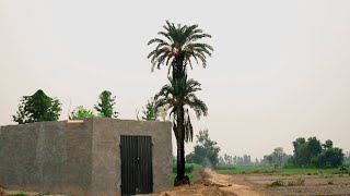 One Room with One Tree In Field of Asia