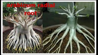 creating Adenium plant into bonsai with beautiful roots part 2