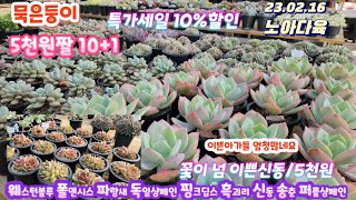 노아다육1탄/10%할인+5천원짤10+1/묵둥이/웨스턴블루.먼로.송춘.로즈베일.퍼플샴페인.파랑새.신동.루비틴트.파스텔.테슬라.샤몽.흙수정로즈.까라솔.라이프티그라.흑괴리금.샤몽