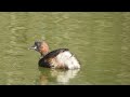 little grebe tachybaptus ruficollis