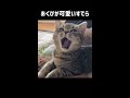 あくびの声が可愛すぎる愛猫 ねこ cat 猫動画