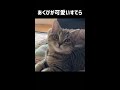 あくびの声が可愛すぎる愛猫 ねこ cat 猫動画