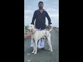 rajapalayam heavy size dog