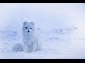 Beautiful Arctic Fox - Iceland's Only Native Mammal