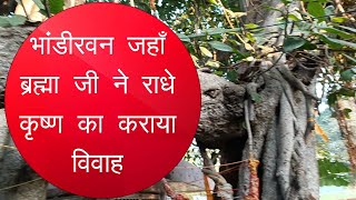 वही भांडीरवन जहाँ ब्रह्मा जी ने भाण्डीरवट को साक्षी मानकर श्री राधा रानी और श्रीकृष्ण का विवाह कराया