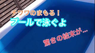 チワワがプールで泳ぐ！？その後の結末は。。