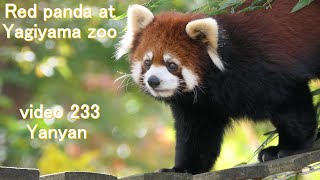 八木山レッサーリポート233 レッサーパンダ ヤンヤン Red panda Yanyan at Yagiyama zoo video_233 八木山動物公園