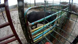 Feeding the Buffalo