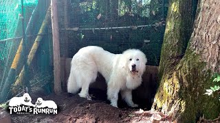 朝の散歩の前にはすでに泥だらけのルンルンです　Great Pyrenees　グレートピレニーズ