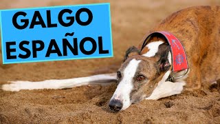 Galgo Español - Spanish Greyhound - TOP 10 Interesting Facts