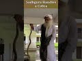 Sadhguru Handles a Cobra Shorts