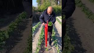 Pepper and eggplant seedling transplanter - farm tools