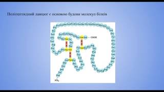 Хімія урок 36 (Пептидна група. Пептиди.)