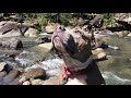 Bluebelline the pit and a curious butterfly meeting at the river