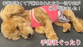 避妊手術後ぐったりな犬が元気になるまでの様子です。