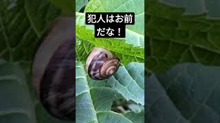 一匹の「カタツムリ」🐌