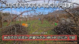 8화 병충해 방재에 유리한 배나무 만들기 - 농장주만 모르는 돈벌어주는 배나무 만드는 기법 241229