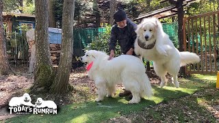 Runrun and Alan had fun playing with the stove craftsman. Great Pyrenees