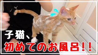 子猫、初めてのお風呂デビュー！【子猫】【猫のお風呂】