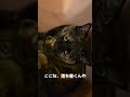 洗濯カゴに潜む猫 shorts fuunycat 猫動画