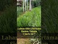 Rumput Odot.. Lahan Pertama // 1 baris isi 7