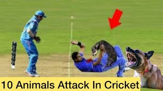 10 Animals Attack in Cricket History