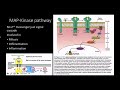 Mitogens: pathway and response
