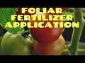 How to Use Foliar Fertilizer? Fertilizer for tomatoes