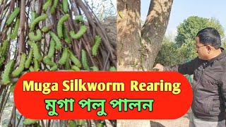 Muga Silkworm Rearing | Golaghat || Assam ||