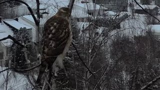 What kind of Hawk do you see? - Hva slags hauk ser du? - Part 1 - Gjøvik - Norway 🇳🇴 Norge - 4K UHD