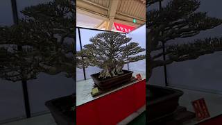 雲林樹石藝術協會全國盆栽展bonsai#shorts #taiwan #4k #盆栽 #藝術 #bonsai #exhibition #newjeans #music#shimpaku #真柏 #盆景