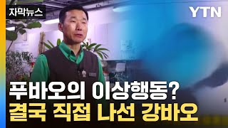 [자막뉴스] 푸바오의 이상행동? 가짜 뉴스에 결국 직접 나선 강바오