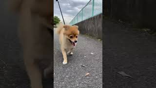 ポメラニアン、ちょっと斜め歩き | #shorts #ポメラニアン #pomeranian