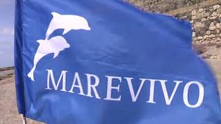 Ladispoli: continua il lavoro dell’associazione “Marevivo” - Canale 10