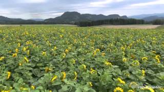 Kurzer Flug über ein Sonnenblumenfeld