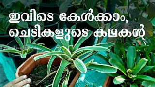 അലങ്കാരച്ചെടികളുടെ വീട്‌, സൗഹൃദം പങ്കുവെയ്‌ക്കാനും | Ornamental Plants | Indoor Plants| Plant Story