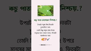 কচু পাতা দেখেছেন নিশ্চয় #shortsfeed #islamicvideo #shortvideo #youtubeshorts #trneding #islamic