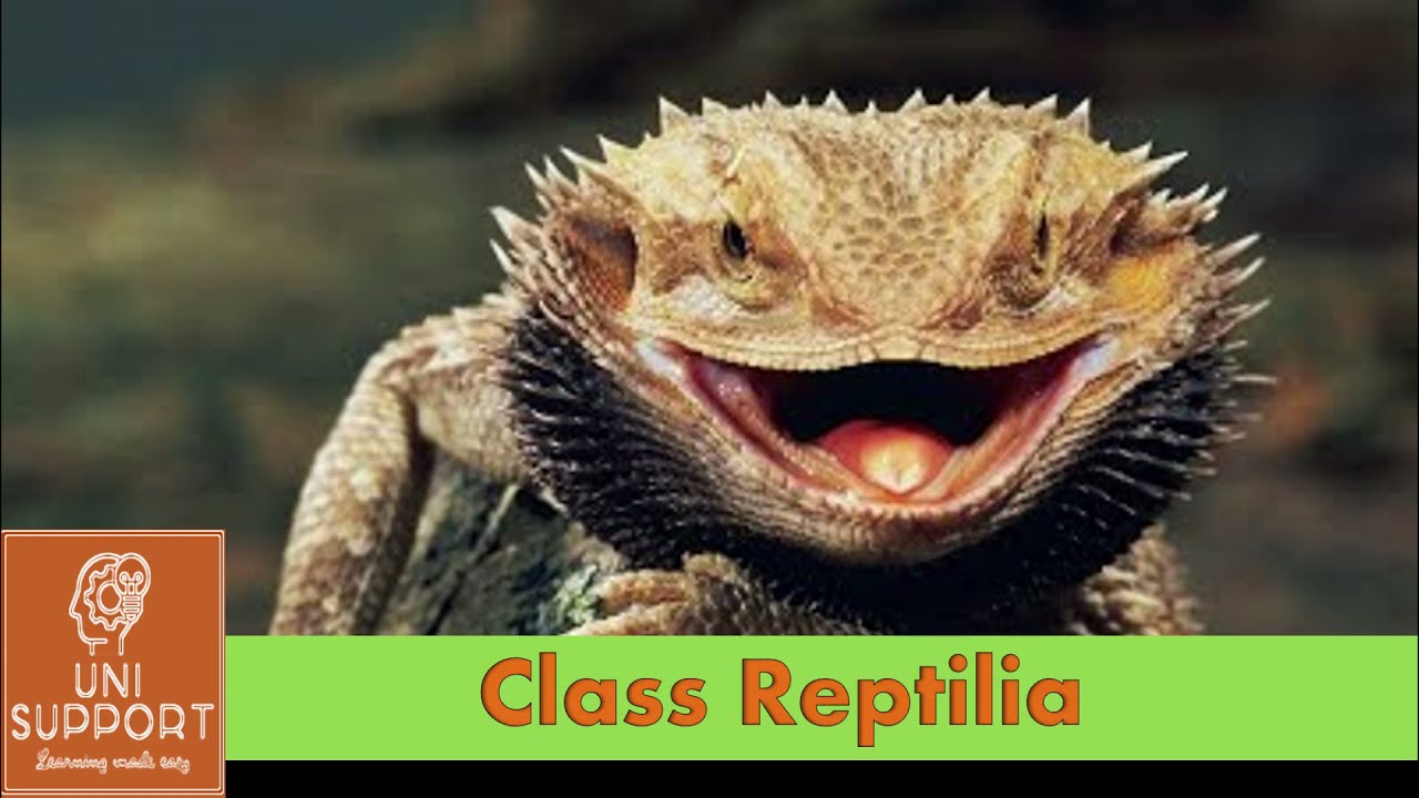 Class Reptilia - Characteristics And Classification - YouTube